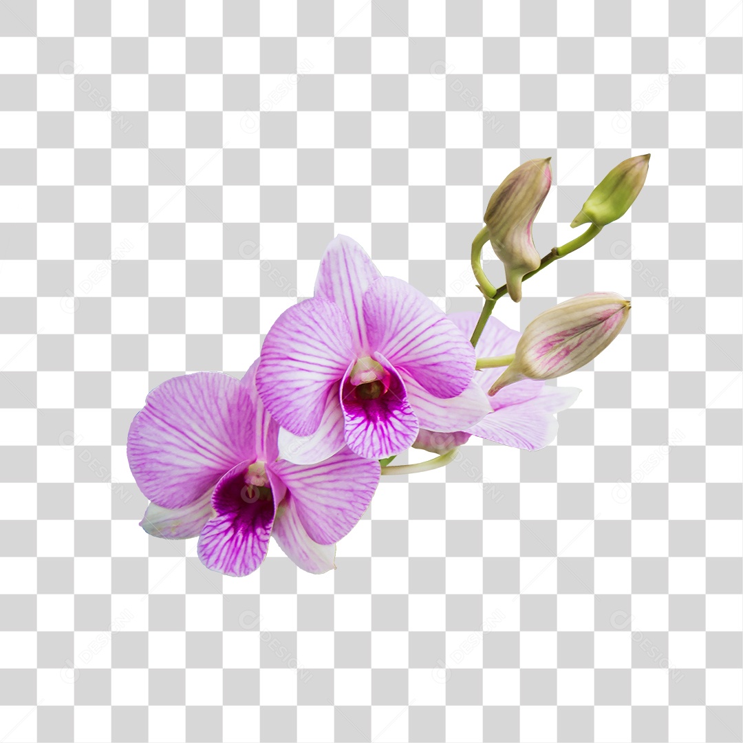 Flor de orquídea branca com roxa PNG transparente