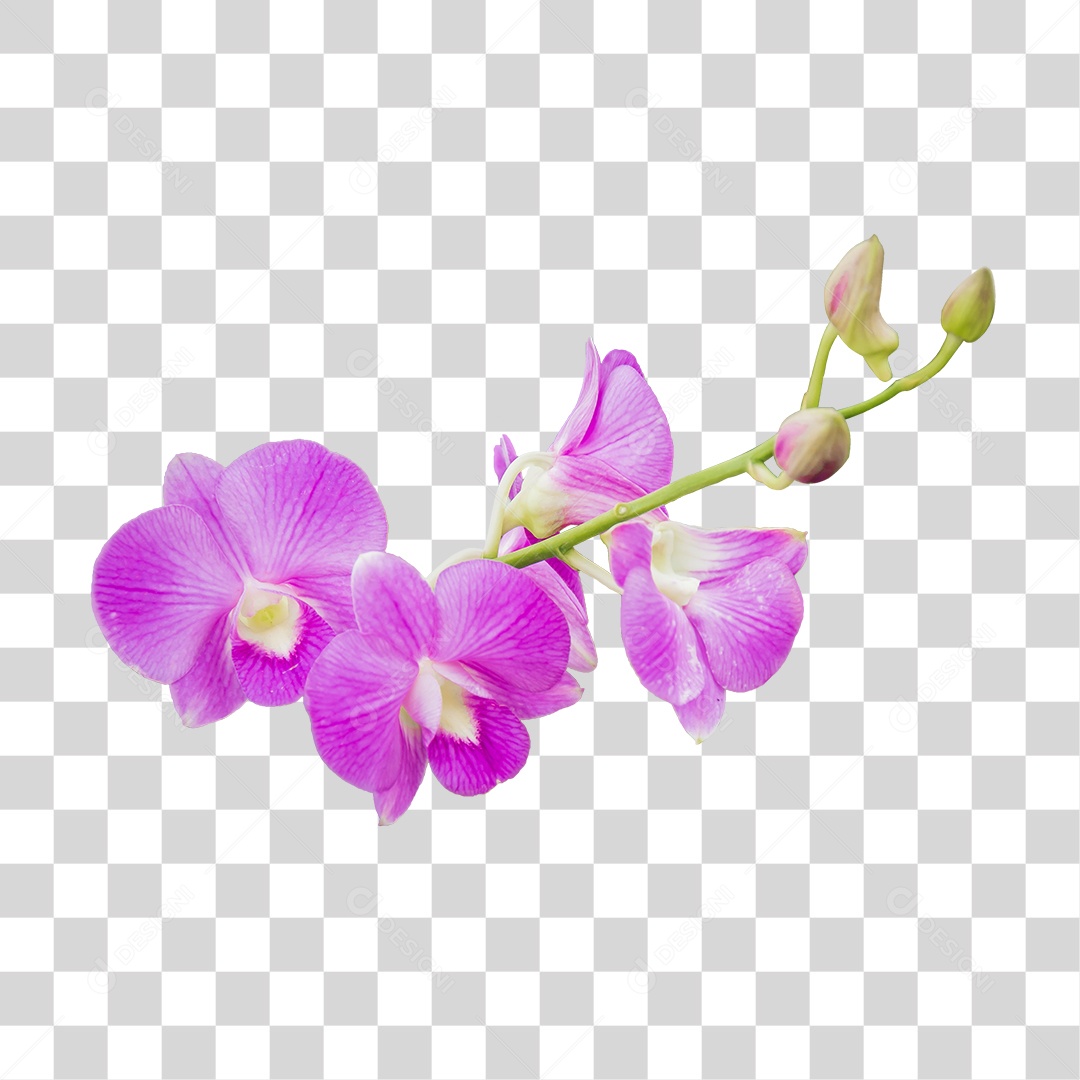 Flor de orquídea roxa PNG transparente