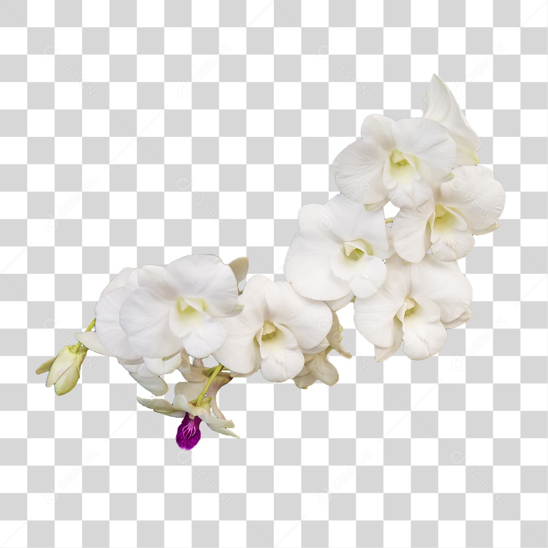 Flor de orquídea branca PNG transparente
