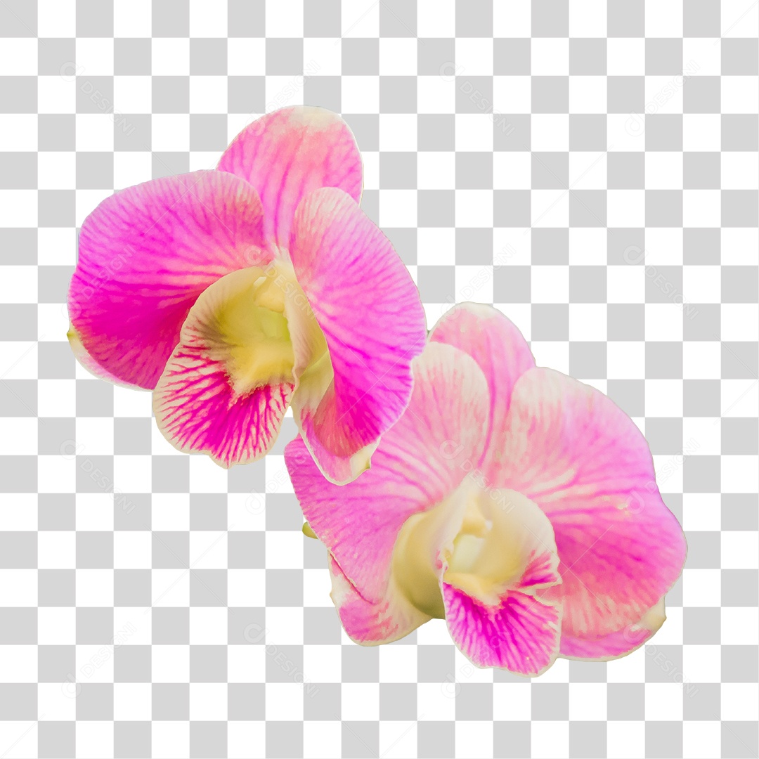 Flor de orquídea rosa PNG transparente