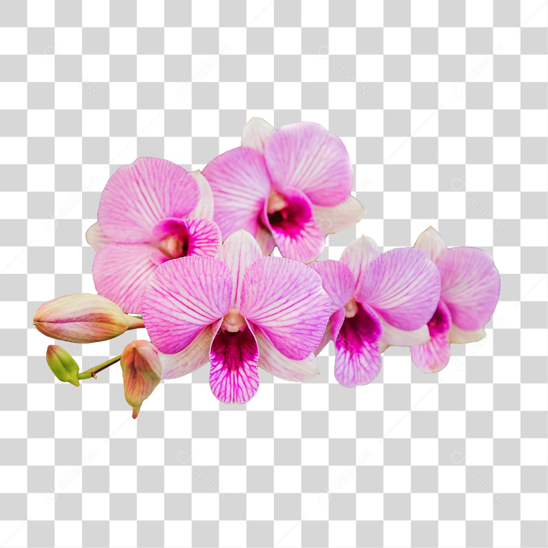 Flor de orquídea branca PNG transparente