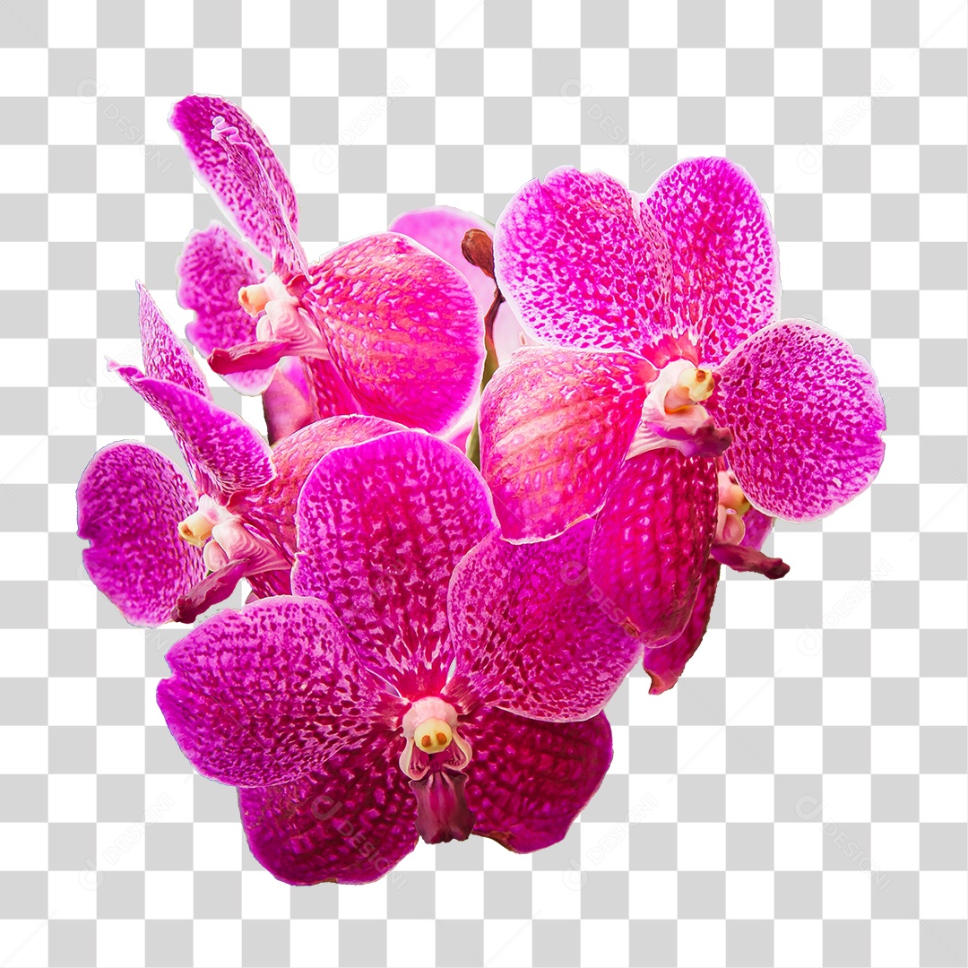 Flor de orquídea roxa PNG transparente