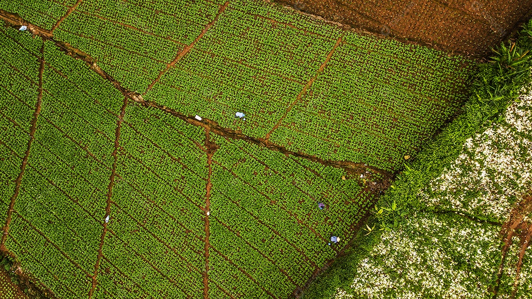 Uma vista aérea da área agrícola