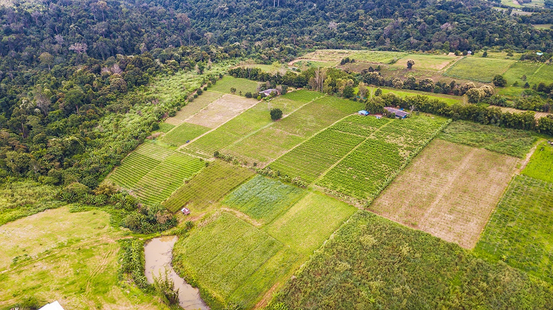 Uma vista aérea da área agrícola