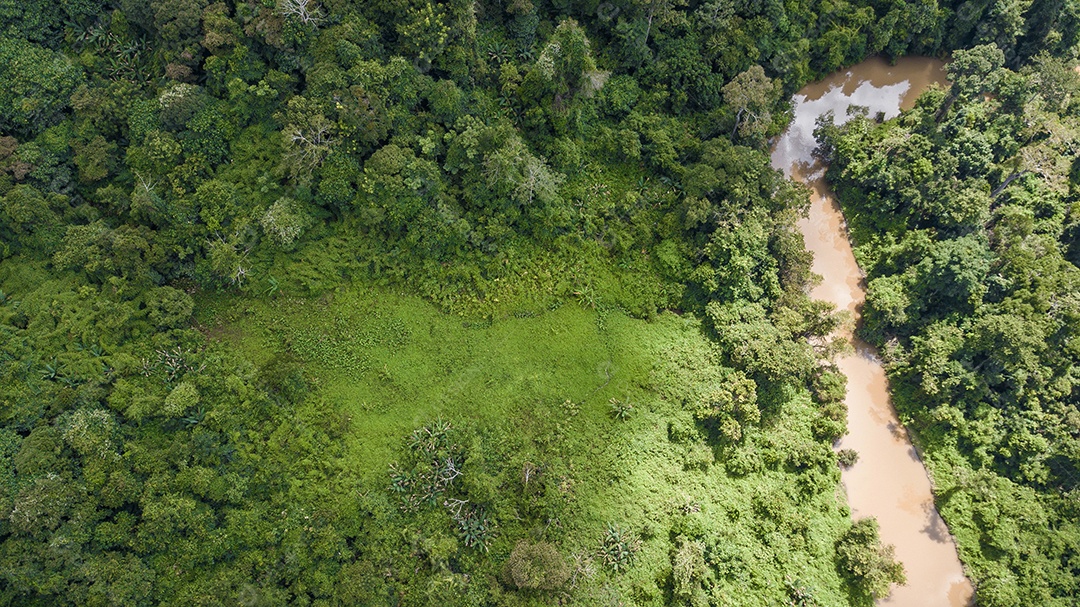 Uma vista aérea da floresta.