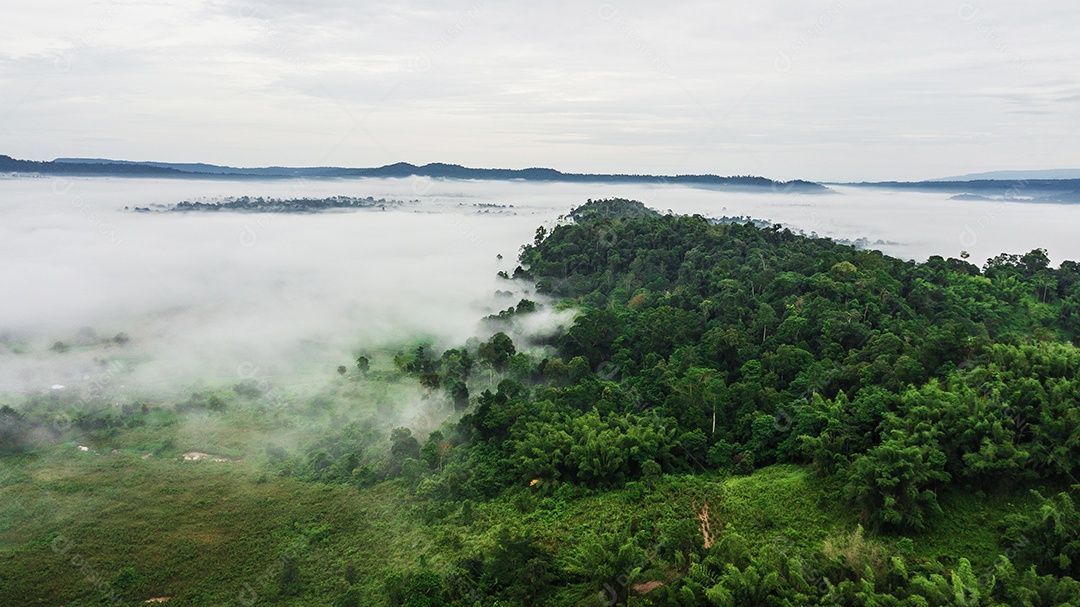 Montanhas com árvores e nevoeiro.