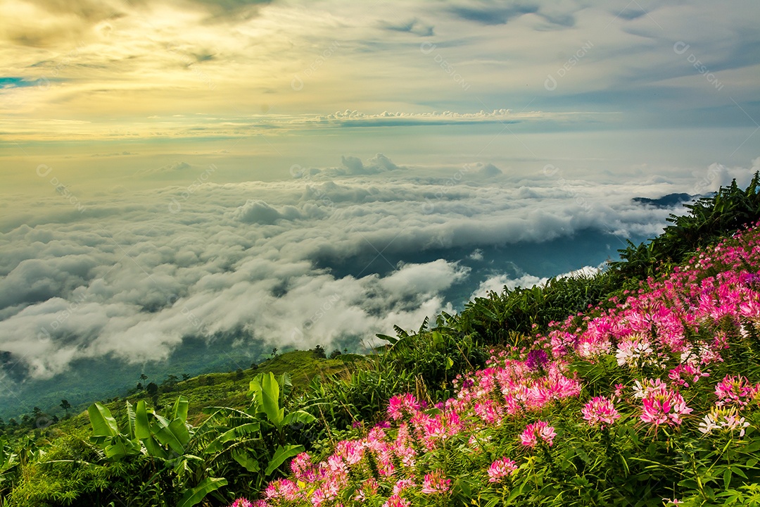 Névoa da manhã com montanha, mar de mis.