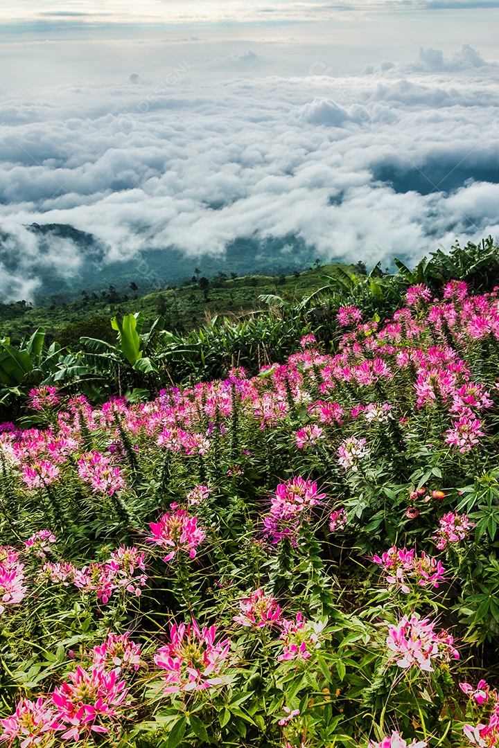 Névoa da manhã com montanha, mar de mis.