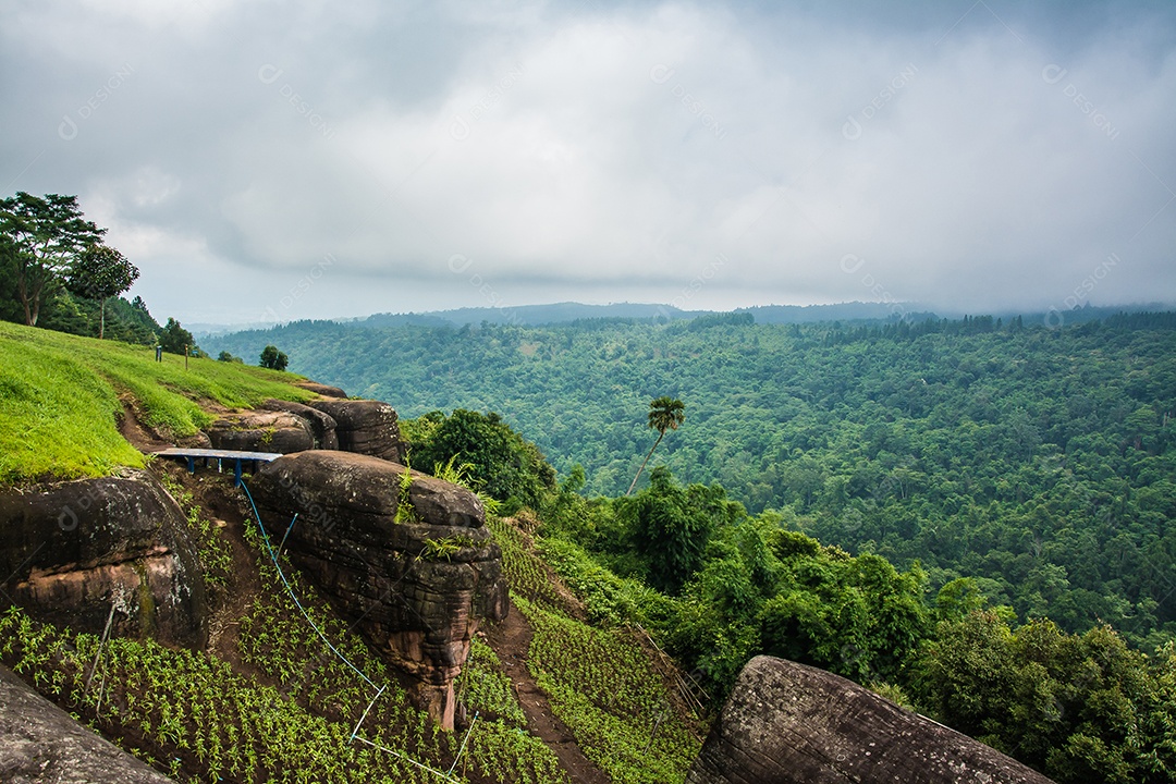tropical forest landscape in thailand