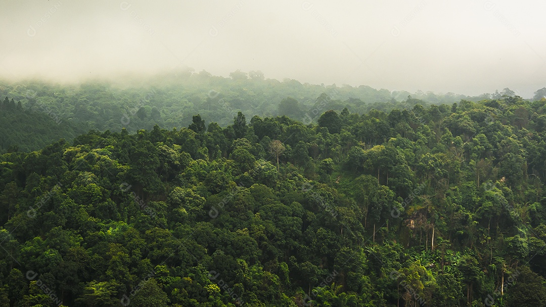 paisagem da floresta tropical na Tailândia
