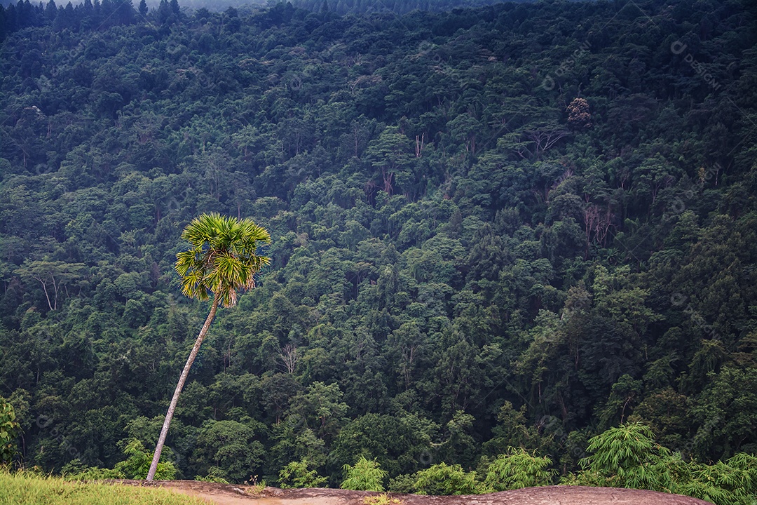 paisagem da floresta tropical na Tailândia