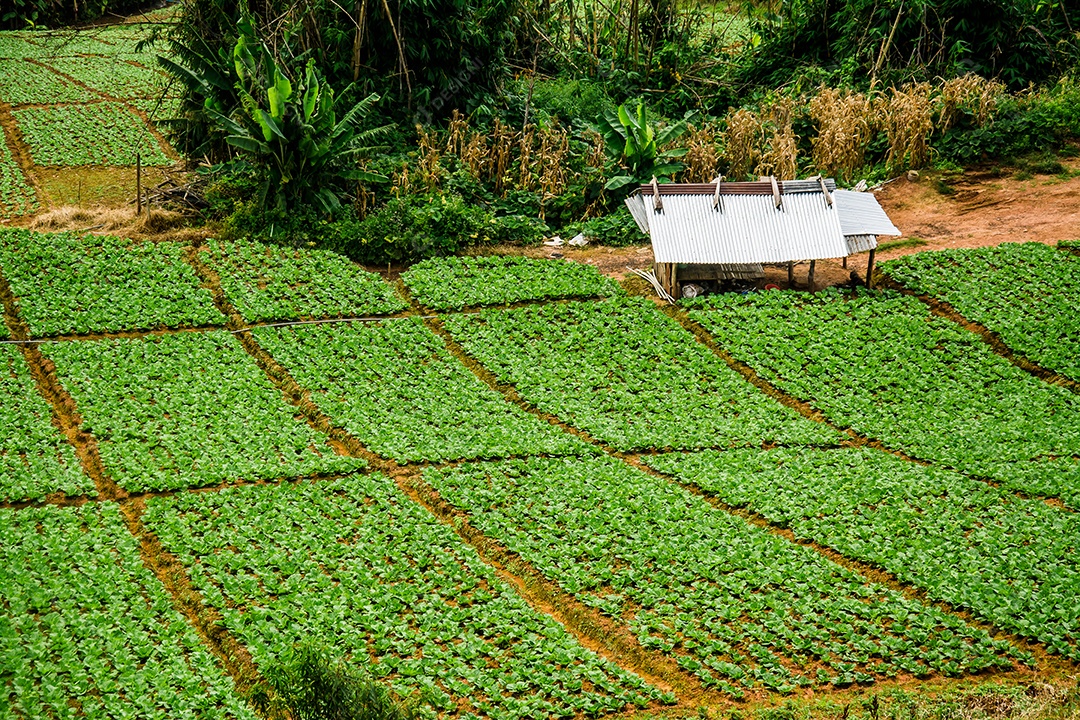 Paisagem da área agrícola na montanha, na Tailândia