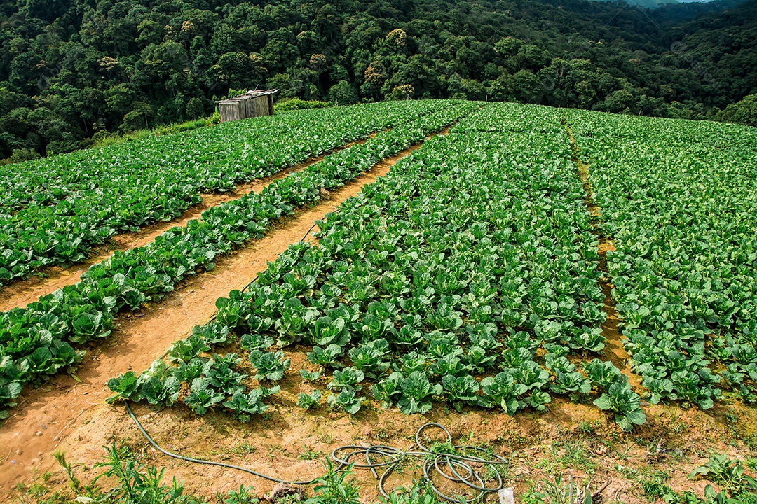 Paisagem da área agrícola na montanha, na Tailândia