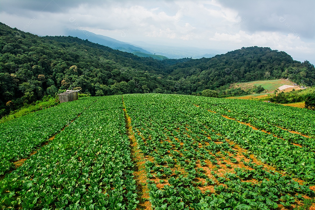 Paisagem da área agrícola na montanha, na Tailândia