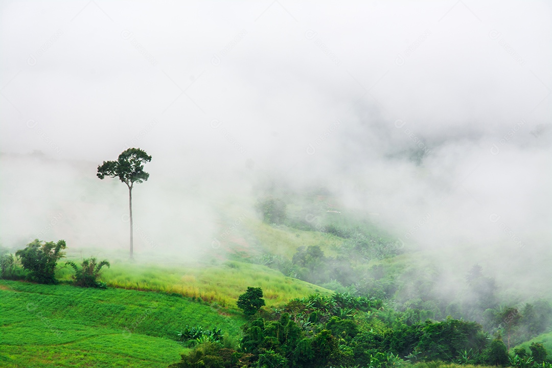 Montanhas com árvores e nevoeiro.