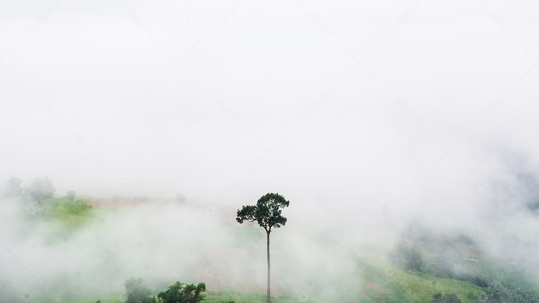 Montanhas com árvores e nevoeiro.