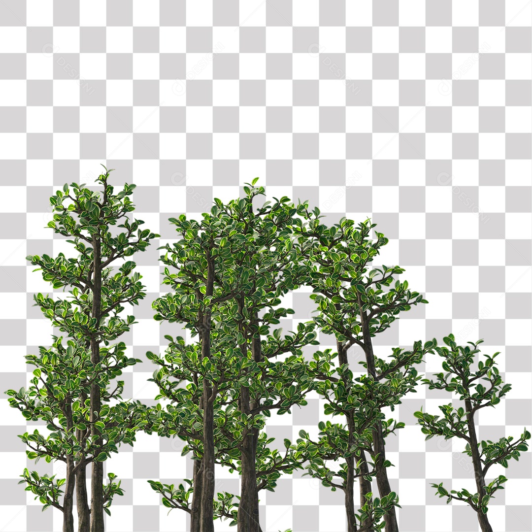 Paisagem campo sobre floresta arvore galhos PNG Transparente