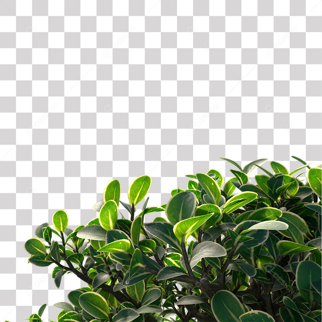 Folhas verdes de árvores PNG Transparente