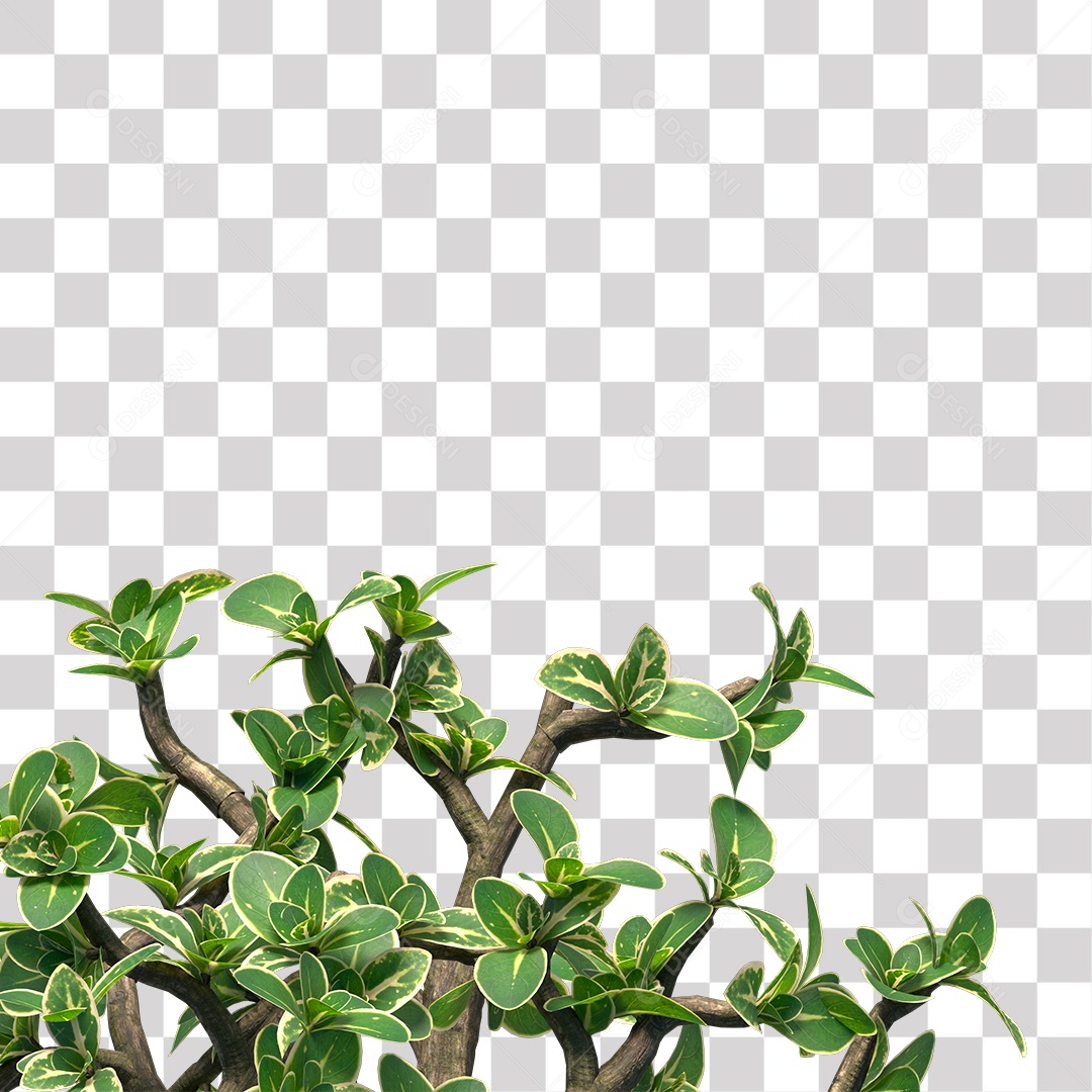 Galhos de planta para decoração PNG Transparente