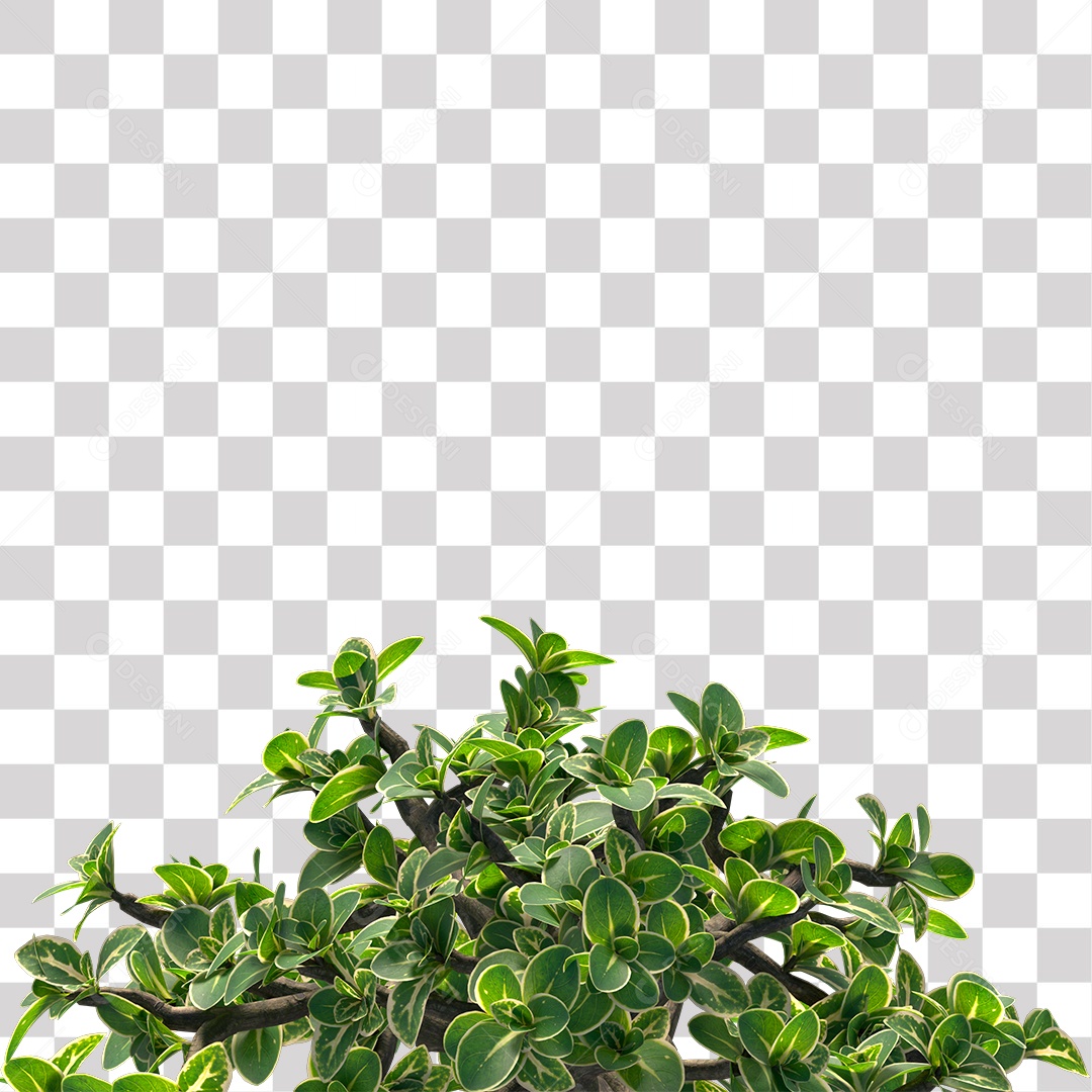 Galhos de planta para decoração PNG Transparente