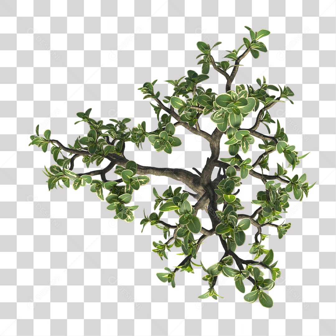 Galhos de folhas verdes PNG Transparente