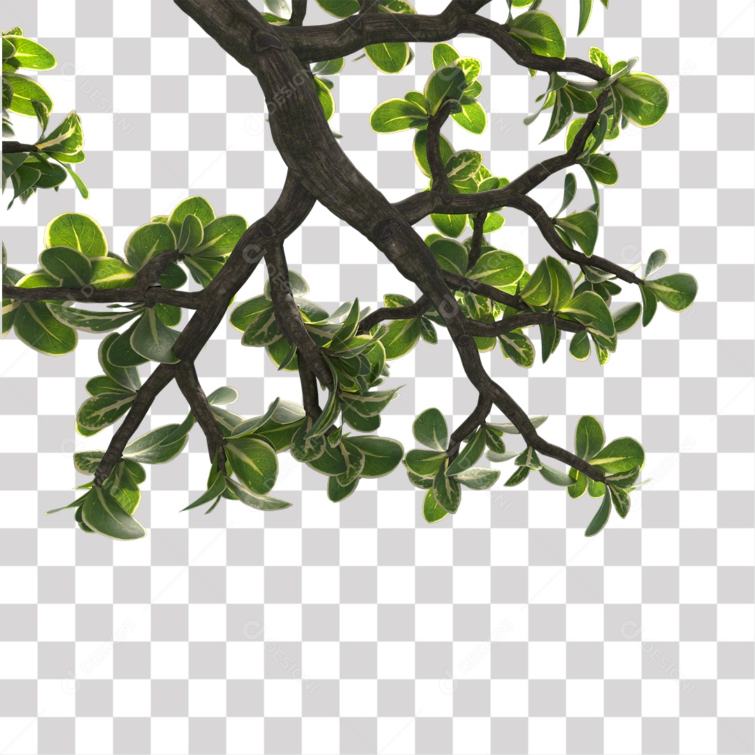 Galhos de folhas verdes PNG Transparente