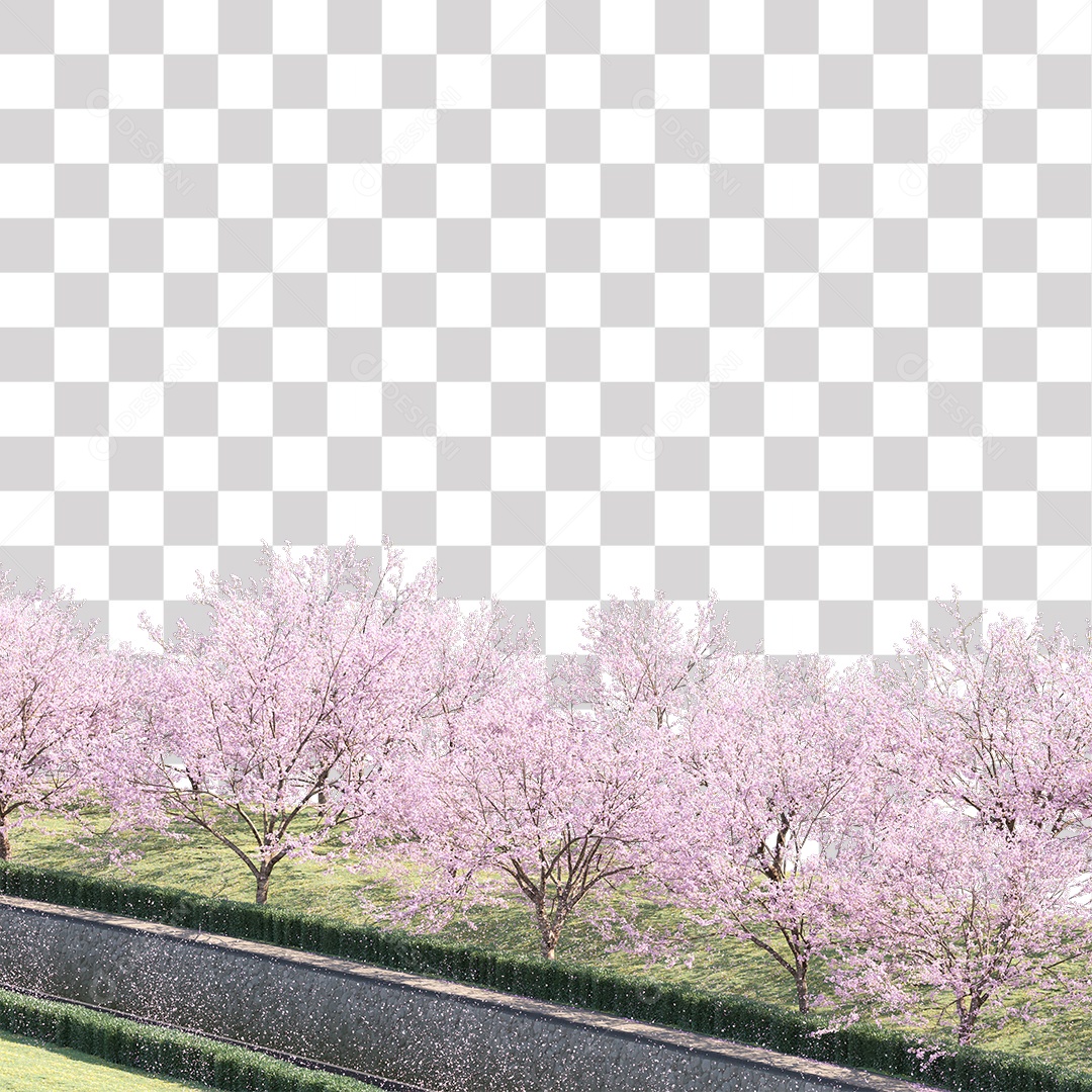 Árvores de Flor de Cerejeira Estrada PNG Transparente