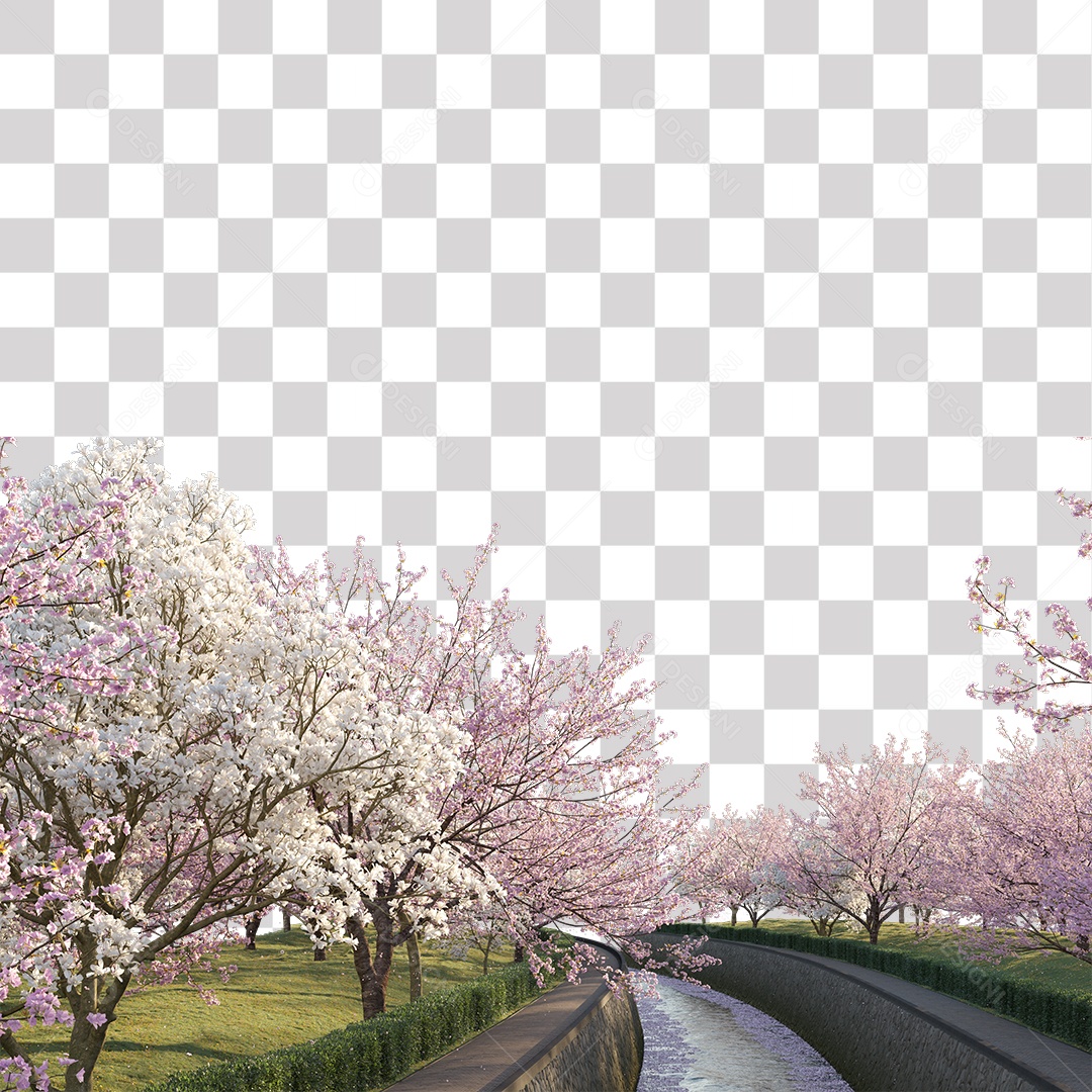 Árvores de Flor de Cerejeira Estrada PNG Transparente