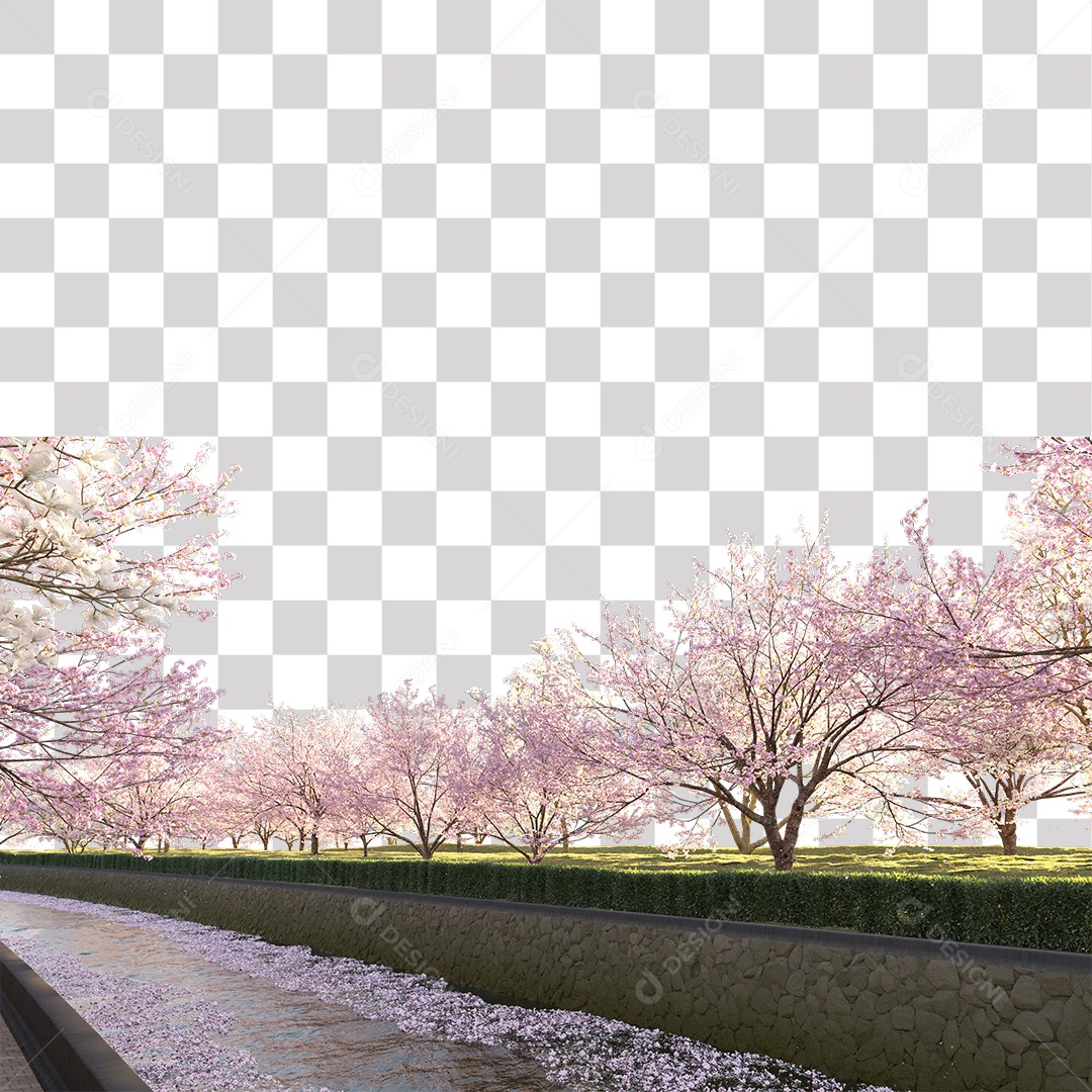 Árvores de Flor de Cerejeira Estrada PNG Transparente