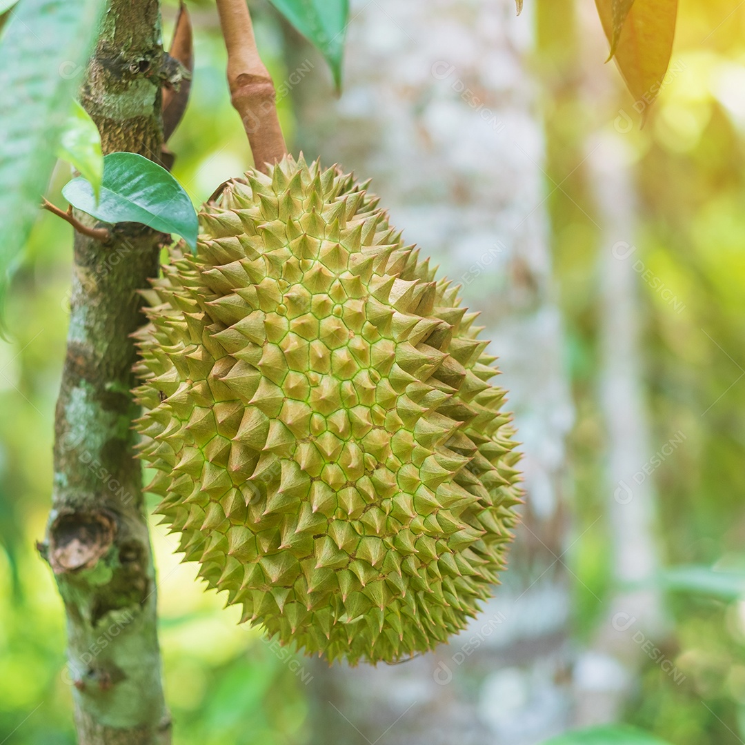 Durian fresco pendurado na árvore no fundo do jardim, rei da fruta Tailândia. Famosa comida do sudeste e conceito de frutas tropicais exóticas asiáticas.