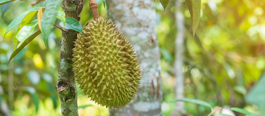 Durian fresco pendurado na árvore no fundo do jardim, rei da fruta Tailândia. Famosa comida do sudeste e conceito de frutas tropicais exóticas asiáticas.