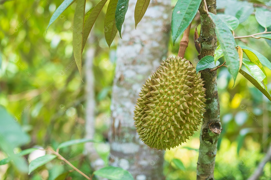 Durian fresco pendurado na árvore no fundo do jardim, rei da fruta Tailândia. Famosa comida do sudeste e conceito de frutas tropicais exóticas asiáticas.