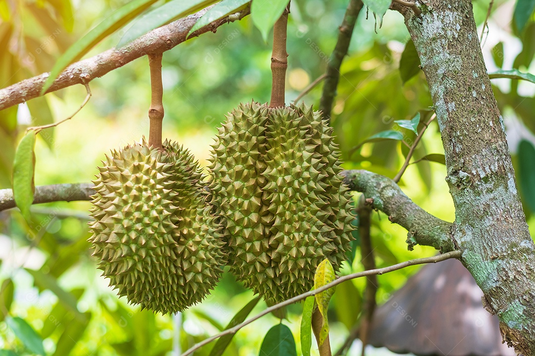 Durian fresco pendurado na árvore no fundo do jardim, rei da fruta Tailândia. Famosa comida do sudeste e conceito de frutas tropicais exóticas asiáticas.