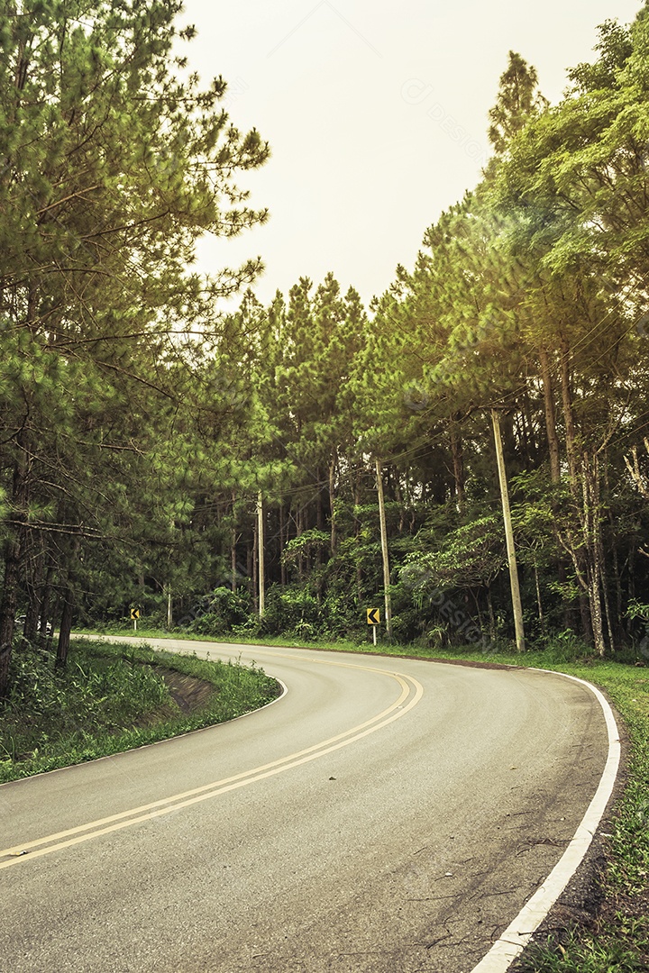 Estrada na floresta de pinheiros.