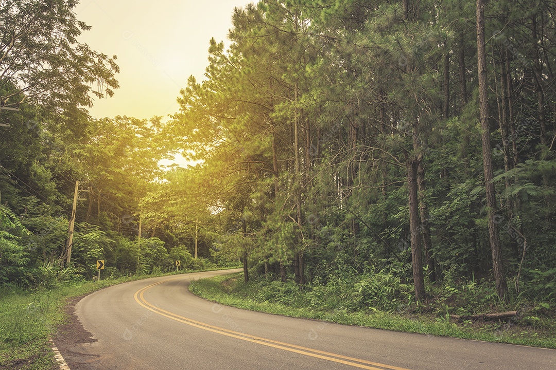 Estrada na floresta de pinheiros.