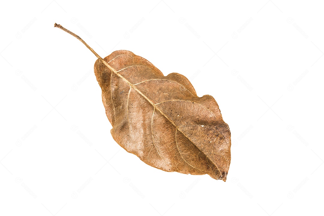 Folha seca no fundo isolado Traçado de recorte