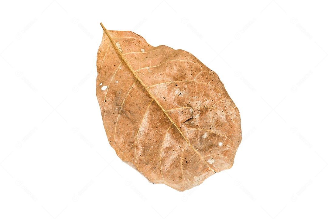 Folha seca no fundo isolado Traçado de recorte