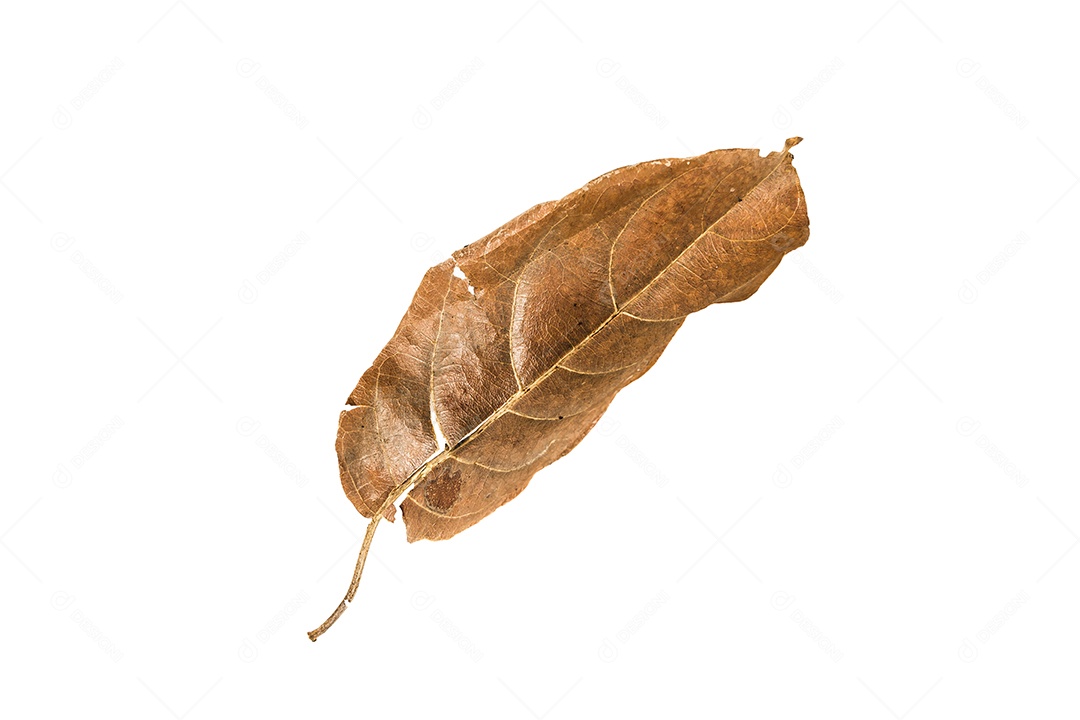 Folha seca no fundo isolado Traçado de recorte
