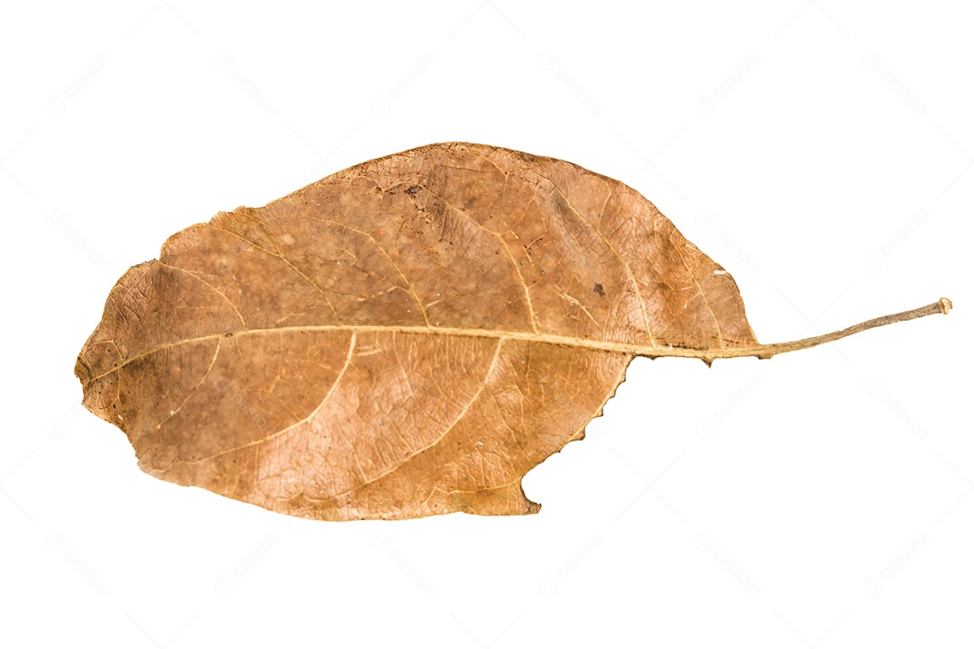 Folha seca no fundo isolado Traçado de recorte