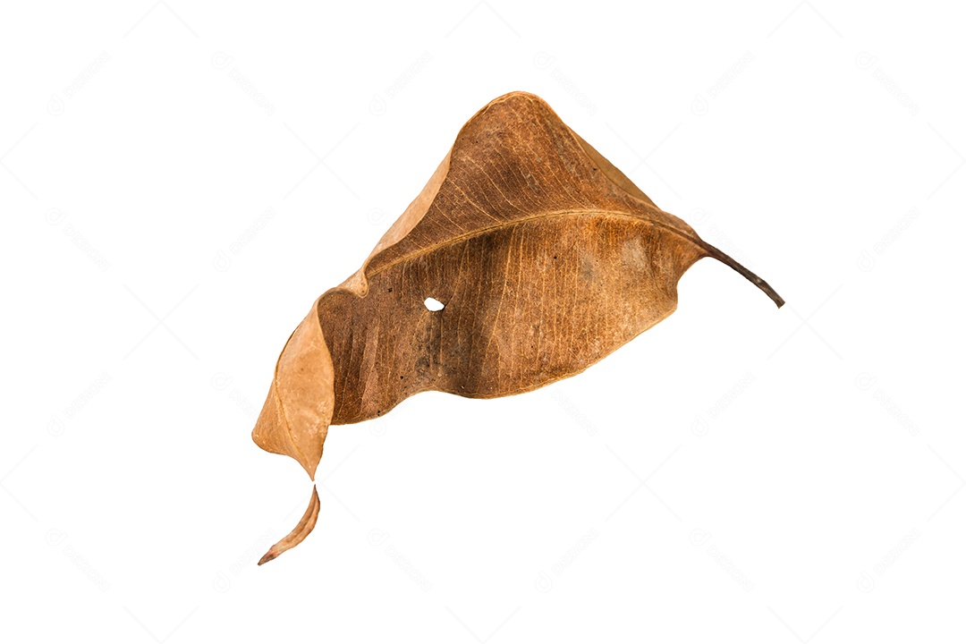 Folha seca no fundo isolado Traçado de recorte