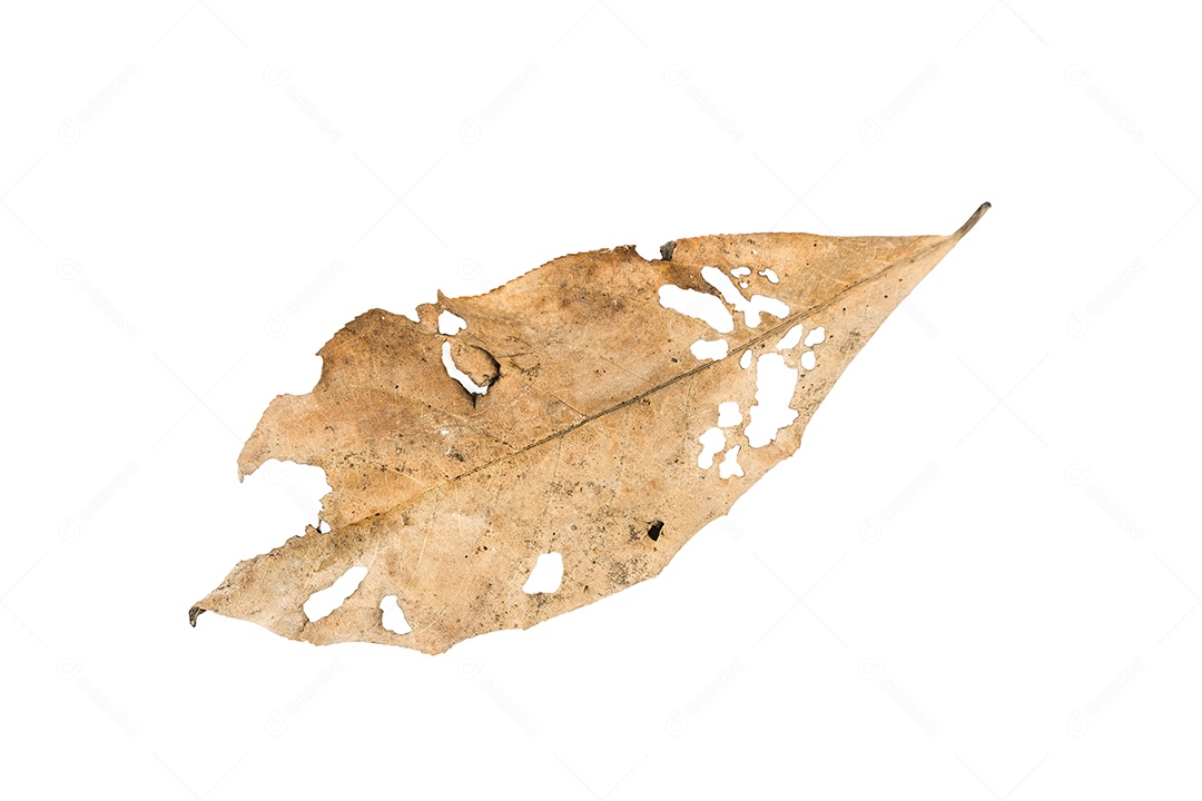 Folha seca no fundo isolado Traçado de recorte