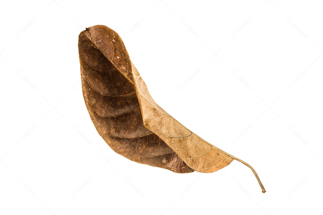 Folha seca no fundo isolado Traçado de recorte