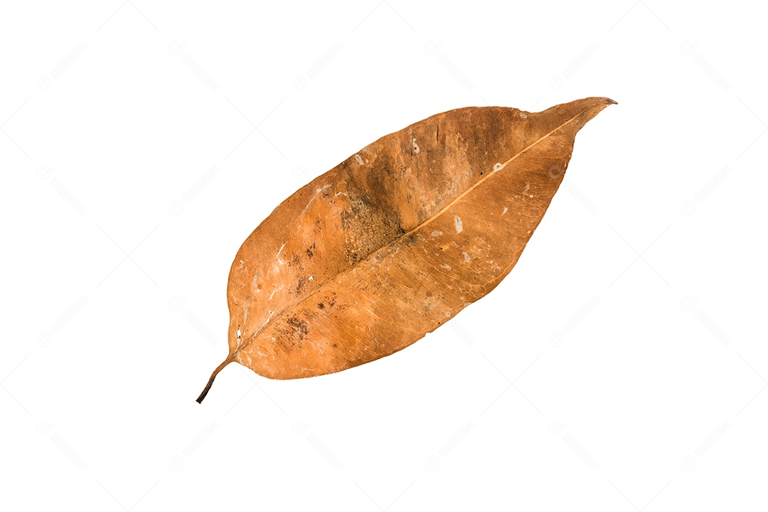 Folha seca no fundo isolado Traçado de recorte
