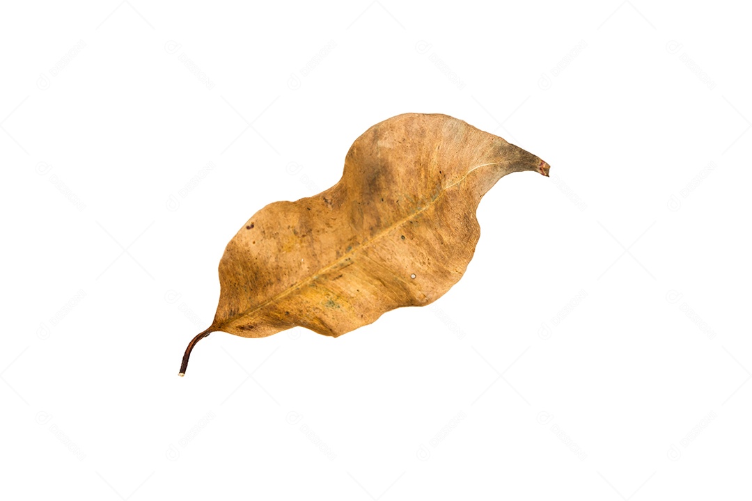 Folha seca no fundo isolado Traçado de recorte