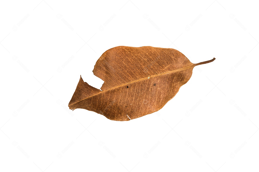 Folha seca no fundo isolado Traçado de recorte