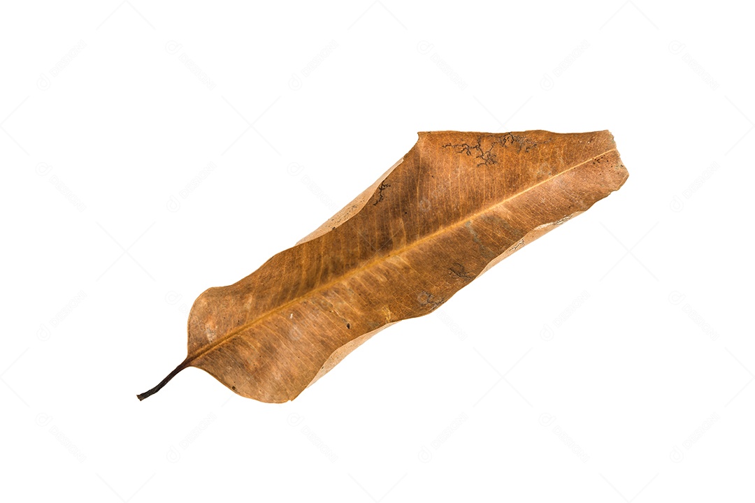 Folha seca no fundo isolado Traçado de recorte