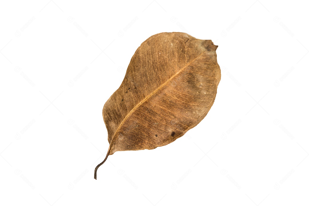 Folha seca no fundo isolado Traçado de recorte