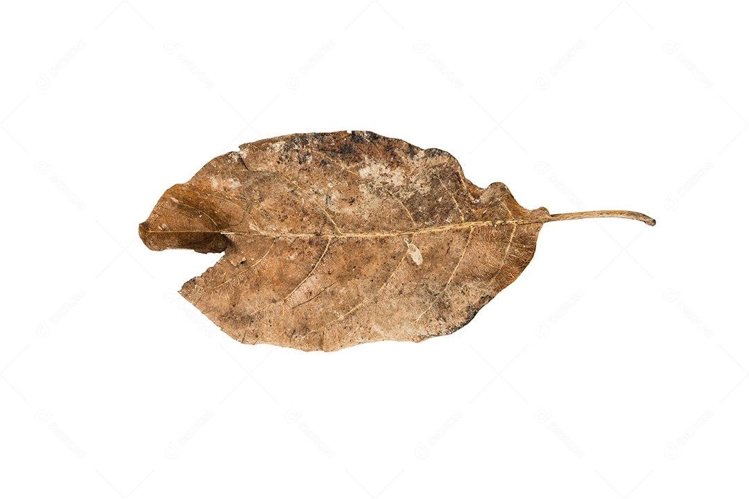 Folha seca no fundo isolado Traçado de recorte