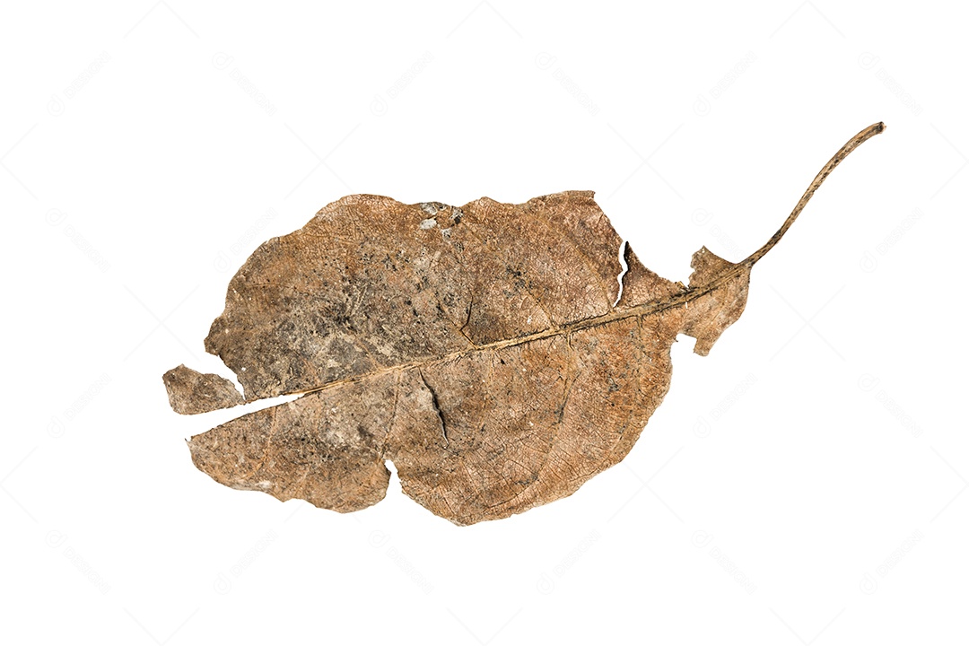 Folha seca no fundo isolado Traçado de recorte