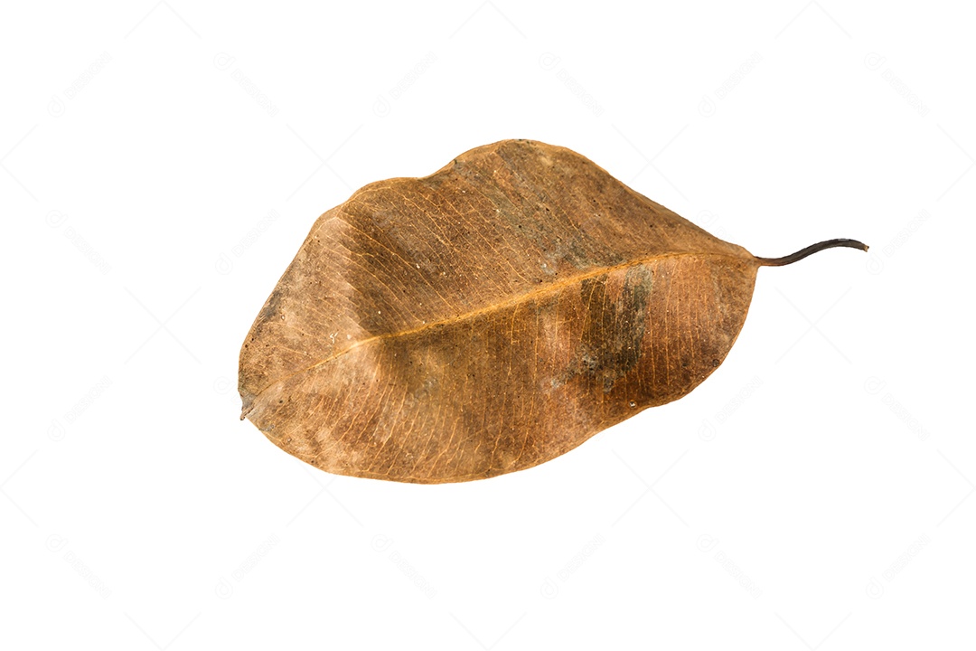 Folha seca no fundo isolado Traçado de recorte